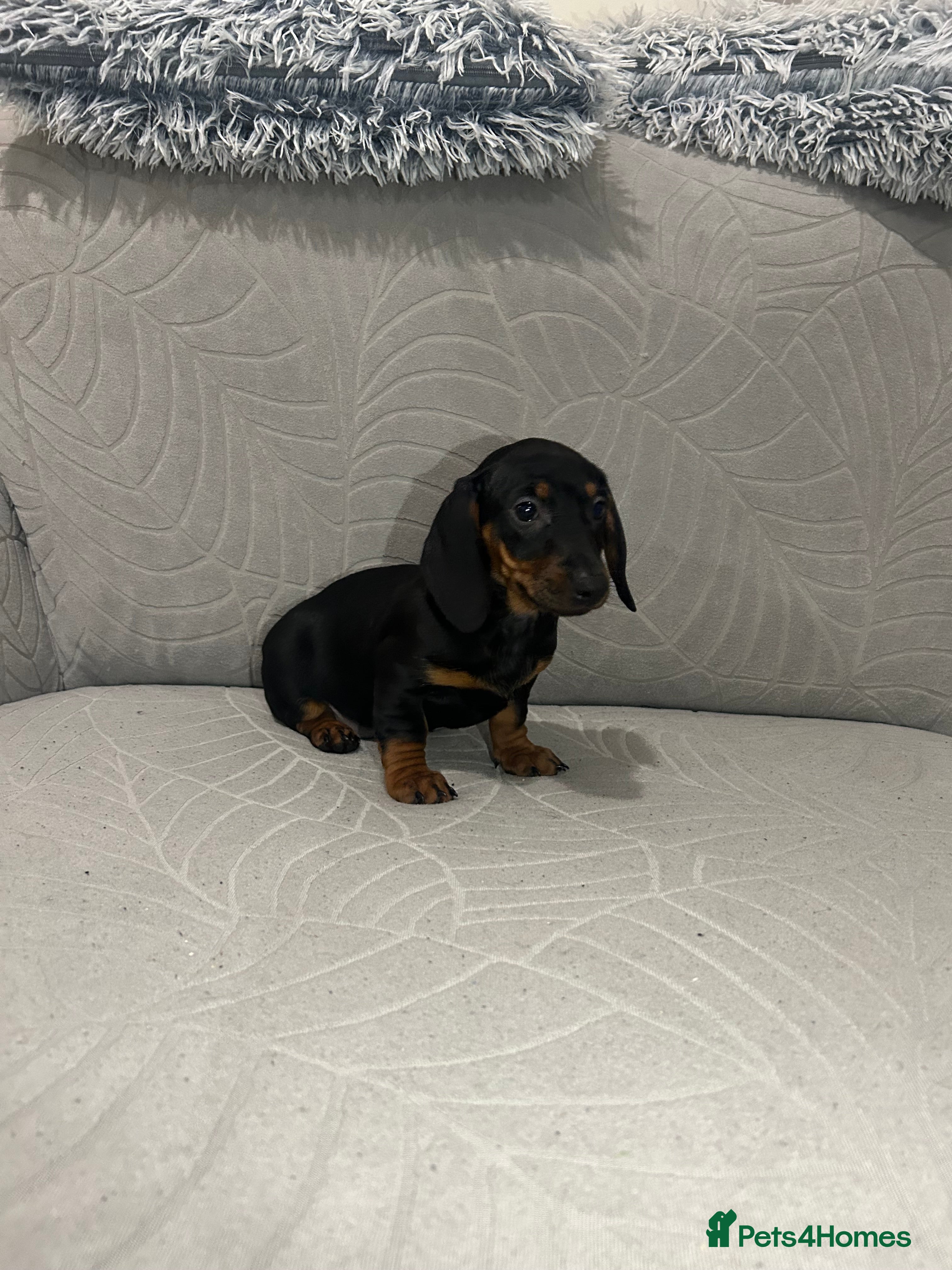 Miniature Dachshund dogs Last female Miniature dachshund  - Advert 8