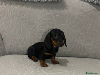 Miniature Dachshund dogs Last female Miniature dachshund - Advert 8