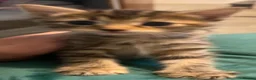 Mixed Breed cats for sale: Beautiful kittens - Advert 4