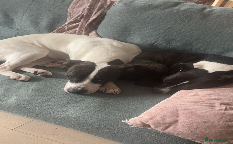 Mixed Breed dogs in Gloucester - Advert 2