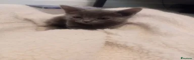 Russian Blue 3