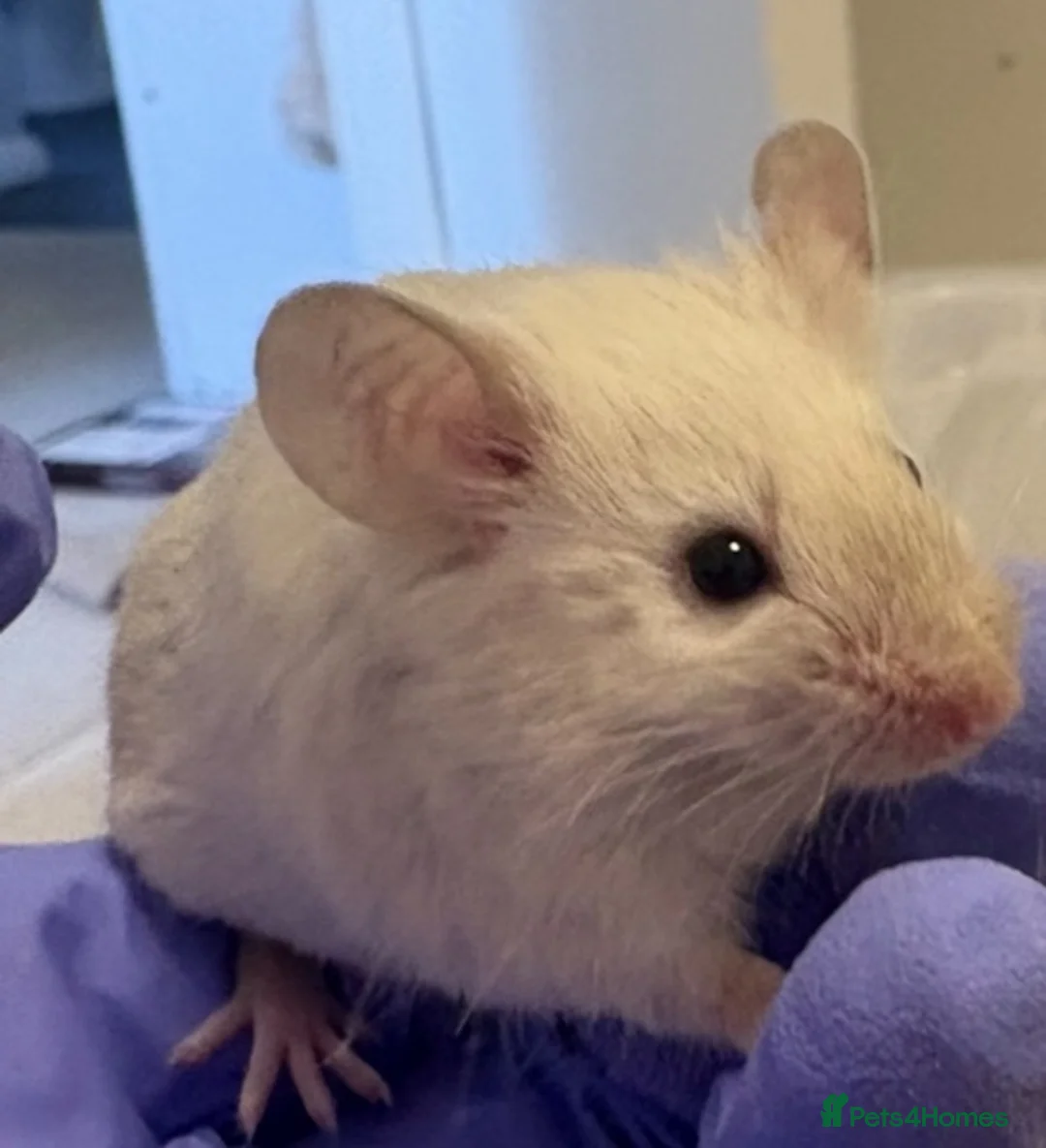 Mouse rodents for sale: Male mouse for rehoming - Free in Walton-on-Thames - Advert 1