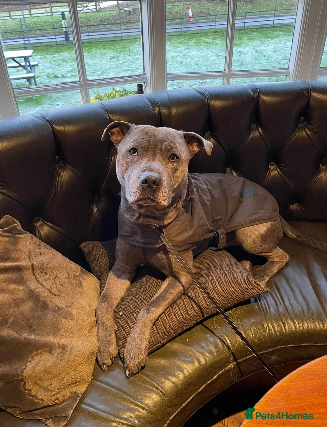 Mixed Breed dogs for sale: Beautiful cross Staffy/American Bulldog puppies  - Advert 2