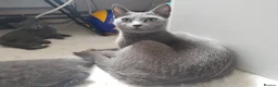 Russian Blue cats for sale: Fully TICA reg pedigree stunning kittens-READY NOW - Advert 8