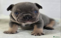 French Bulldog dogs for sale: TOP QUALITY KC REG FRENCHIES AVAILABLE  - Image 10