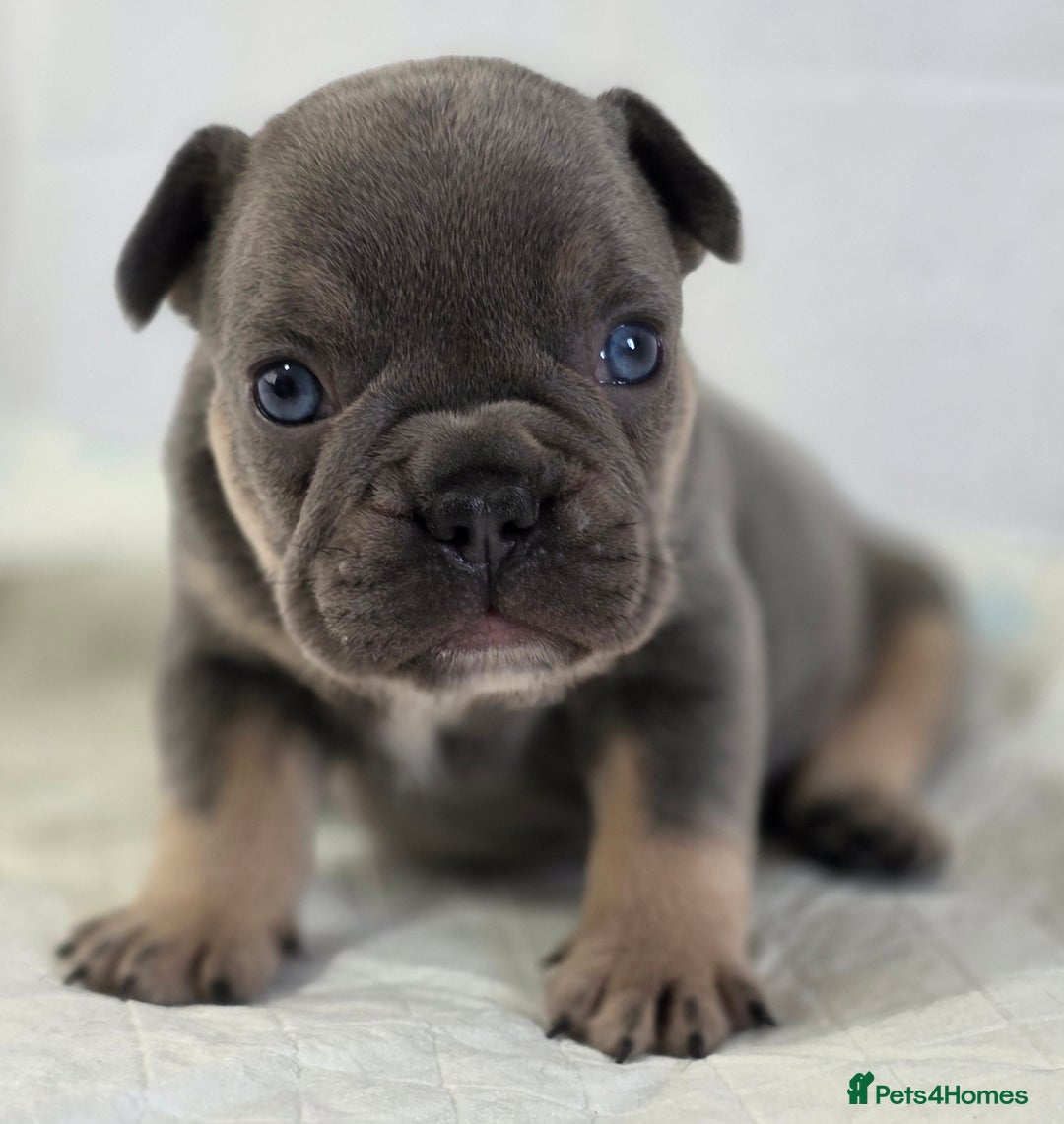 French Bulldog dogs for sale: TOP QUALITY KC REG FRENCHIES AVAILABLE  - Image 10