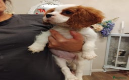Cavalier King Charles Spaniel dogs for sale: 2beautiful king charles boys  - Image 12