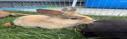 Mini Lion Lop rabbits for sale: Adorable bunnies for sale  - Advert 9
