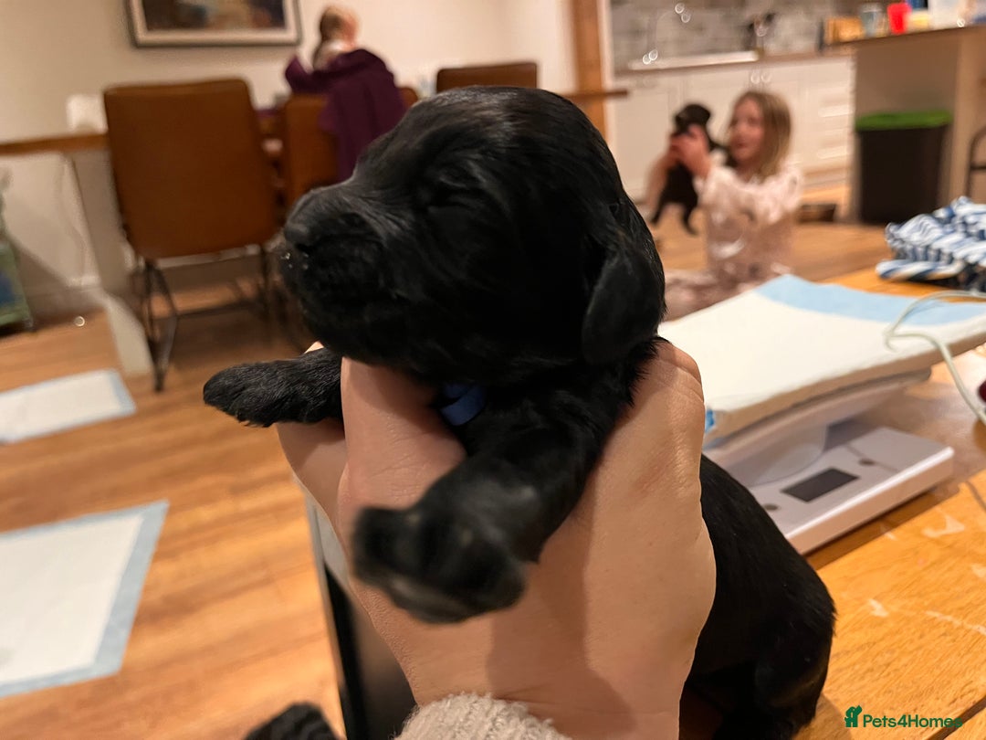 Australian Labradoodle dogs for sale: Healthy tested true Australian Labradoodle pups - Advert 24