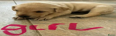 Labrador Retriever 9