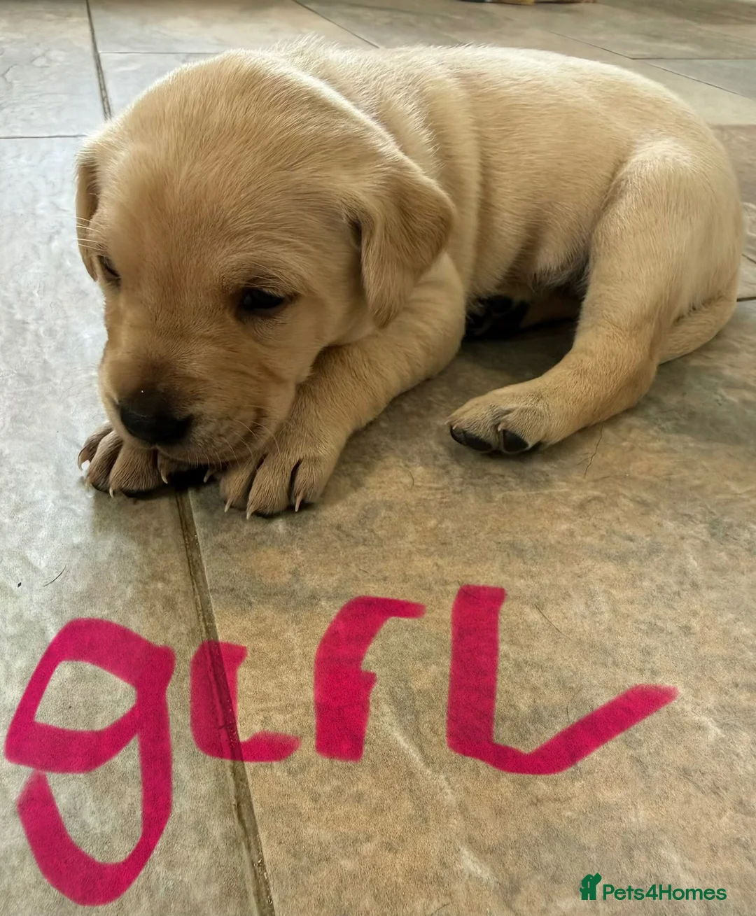 Labrador Retriever dogs for sale: LAST REMAINING BITCH beautiful Working Lab pups - Advert 8