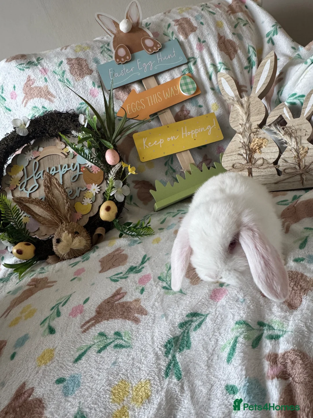 Mini Lop rabbits for sale: ✨ Mini Lop Bunnies For Sale ✨  - Advert 2