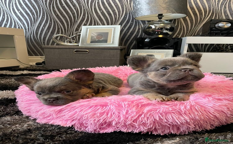French Bulldog dogs - Advert 4