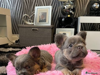 French Bulldog dogs - Advert 27