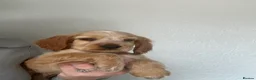 Cocker Spaniel dogs for sale: Adorable show cocker spaniel  - Advert 7