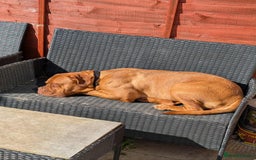 Dogue De Bordeaux dogs for sale: Female doggue de Bordeaux  - Image 4