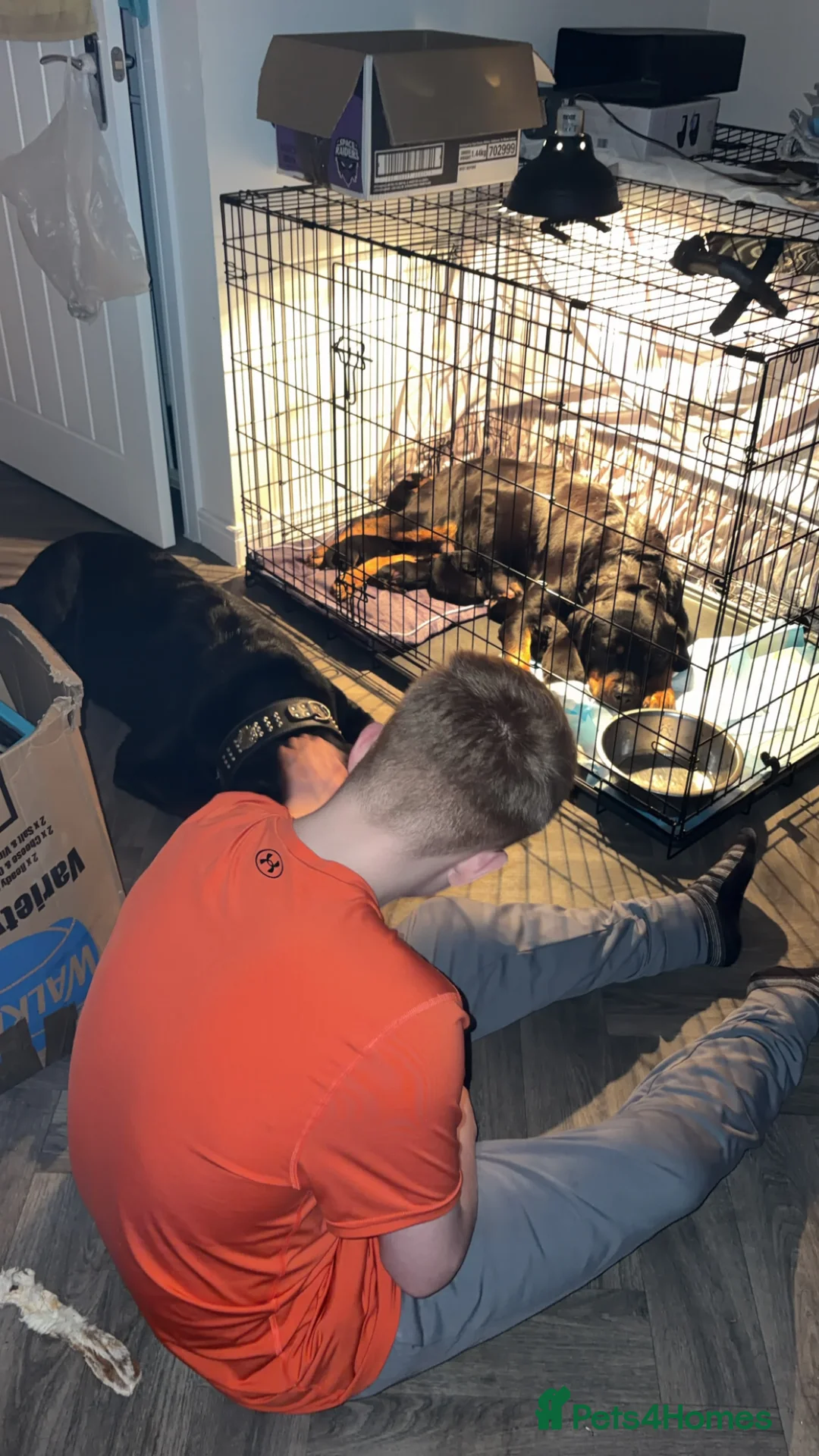 Rottweiler dogs for sale: Rottweiler puppy’s  - Advert 2