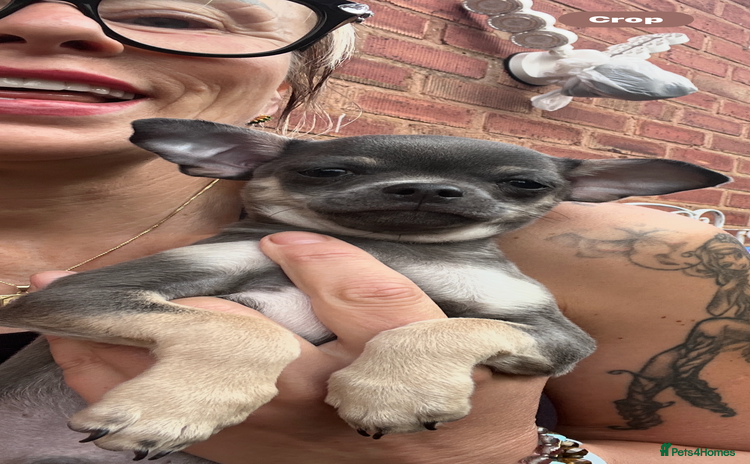 Chihuahua dogs - Advert 12