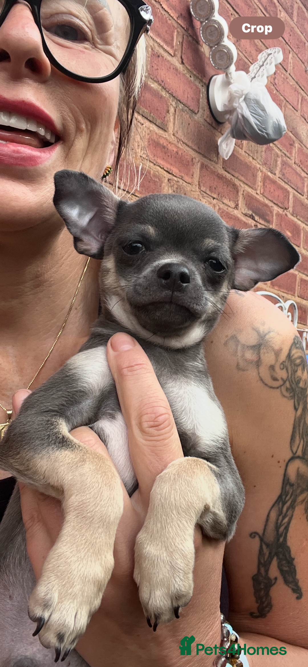 Chihuahua dogs for sale: READY one boy left  (lilac) chihuahua pup left💜🐾 - Image 1