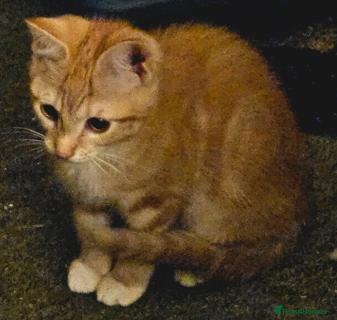 British Shorthair cats for sale: Ginger British Shorthair kitten - Advert 2