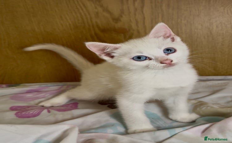 Khao Manee cats - Advert 1