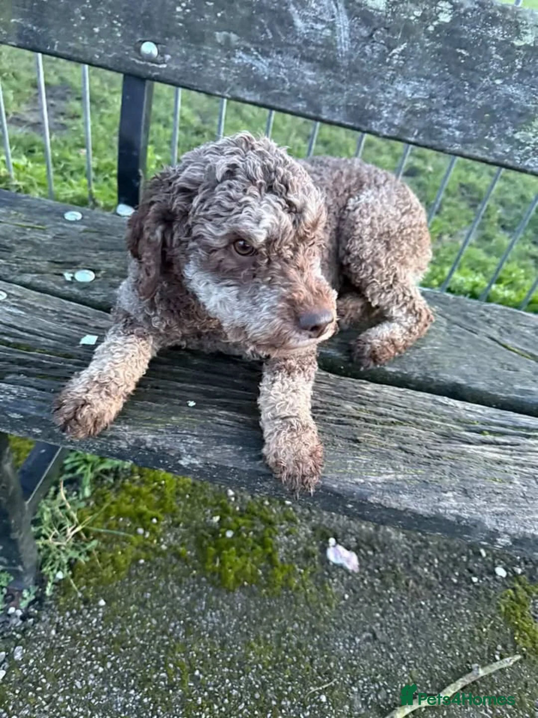 Lagotto Romagnolo dogs for sale: Lagotto Romagnolo Brown roan KC - Advert 4