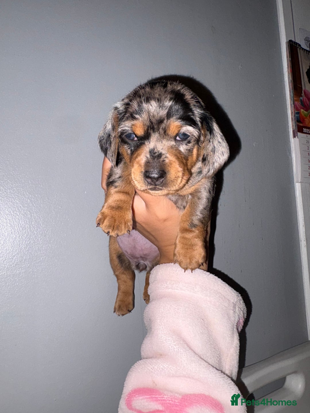 Miniature Dachshund dogs for sale: Gorgeous miniature dachshund puppy’s  - Advert 9