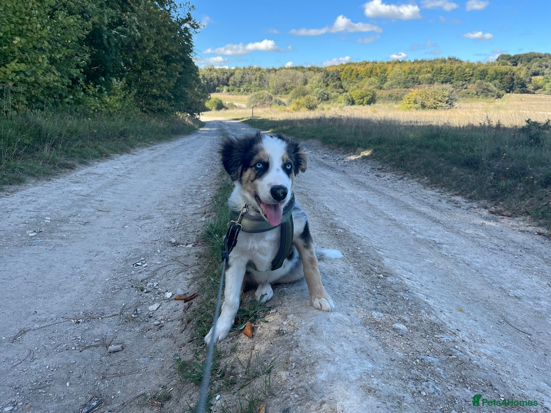 Border Collie dogs for sale: 4 month border collie male - Image 8