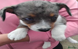 Jack Russell dogs for sale: Jackrussel  - Image 2