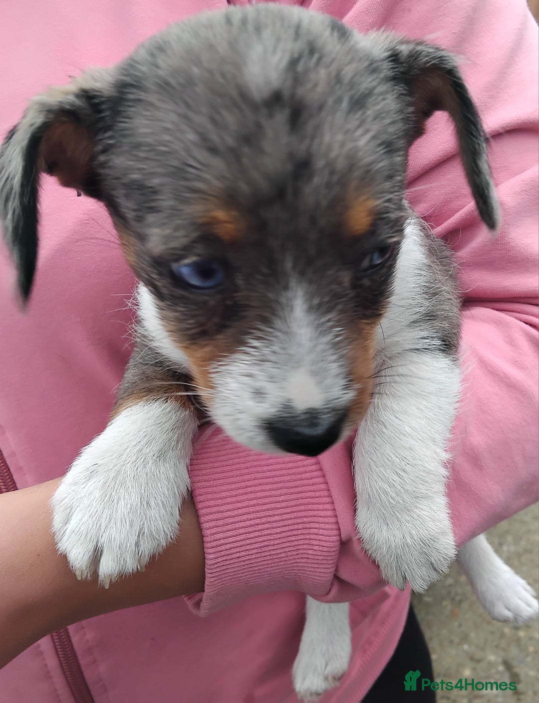 Jack Russell dogs for sale: Jackrussel  - Image 2