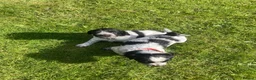 Cocker Spaniel dogs for sale: Pedigree Roan Cocker Spaniel puppies - 3 boys left - Advert 12