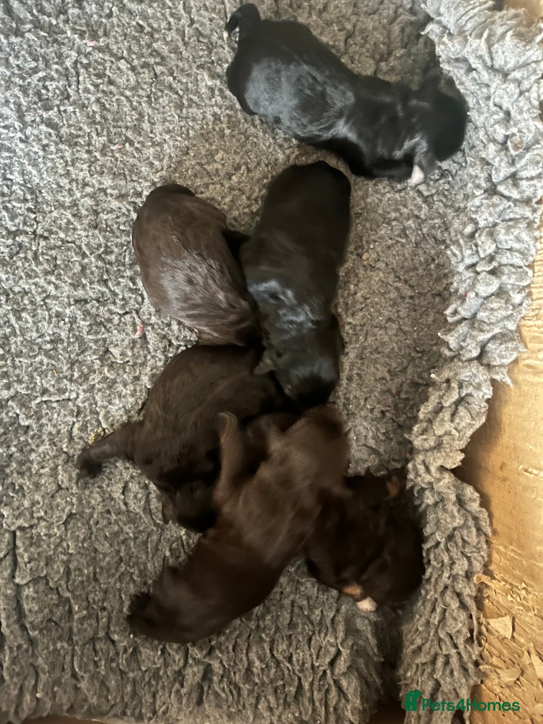 Toy Poodle dogs for stud: K.C Chocolate ToyPoodle at Stud in Coventry - Advert 10