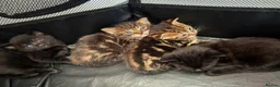 Mixed Breed cats for sale: 4 beautiful kittens  - Advert 2