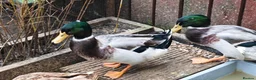 Ducks poultry for sale: Domestic Mallard Drakes - Need New Home in Nottingham - Advert 3