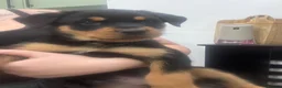 Rottweiler dogs for sale: Full Rottweiler pups  in Derby - Advert 24