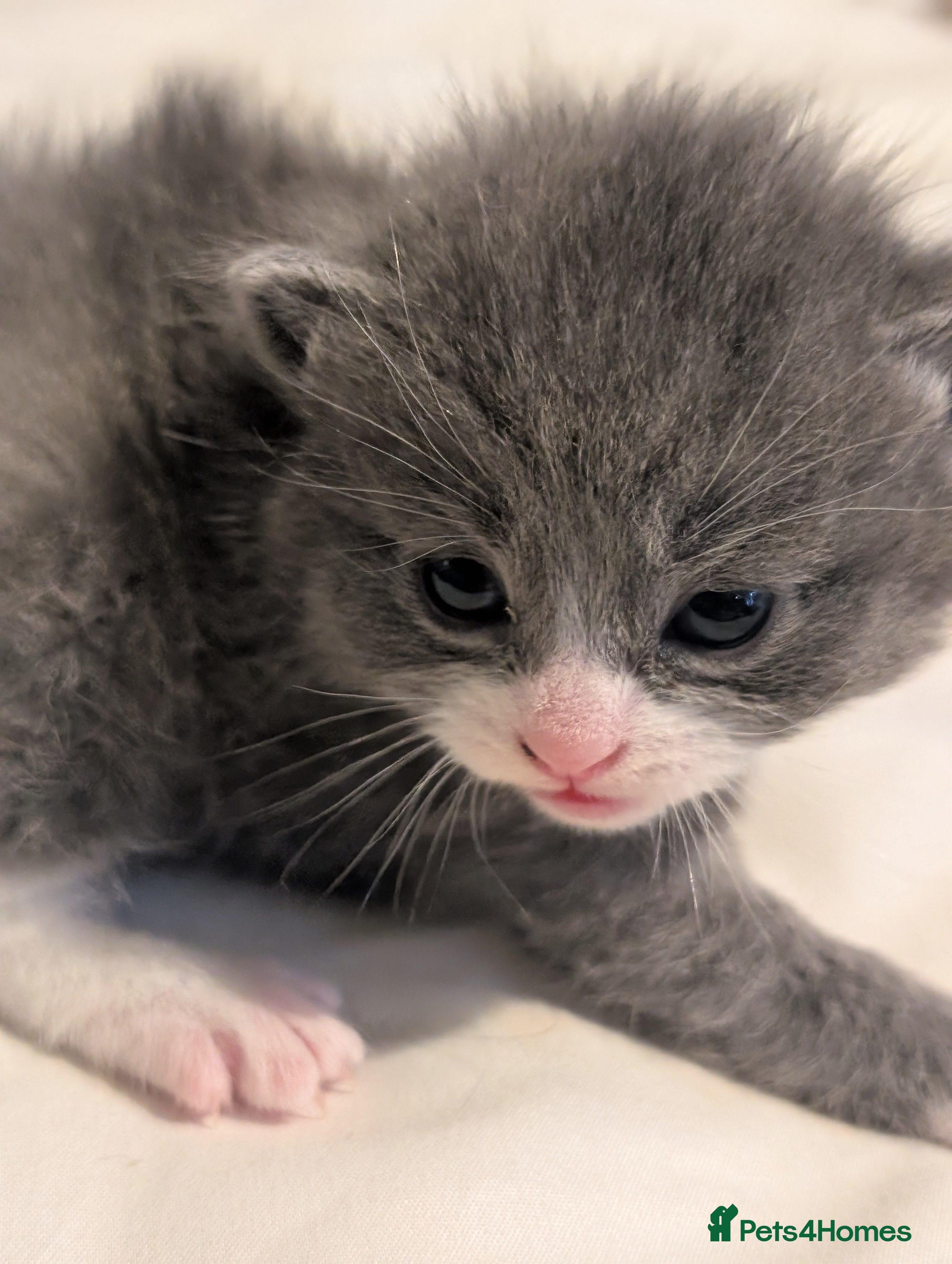 Domestic Shorthair Kitten 4- Misty