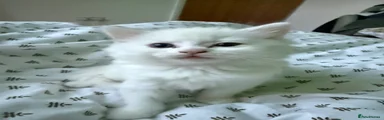 Turkish Angora 3