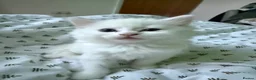 Turkish Angora cats for sale: 3 Beautiful Half Turkish Angora - Advert 10