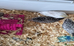 Quail poultry for sale: Button quail - Image 3