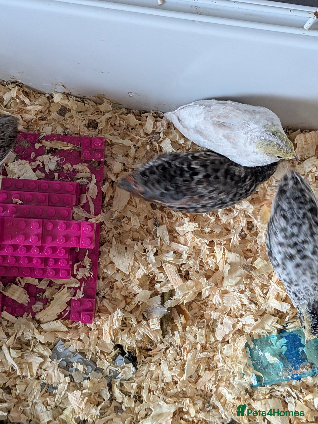 Quail poultry for sale: Button quail - Image 3