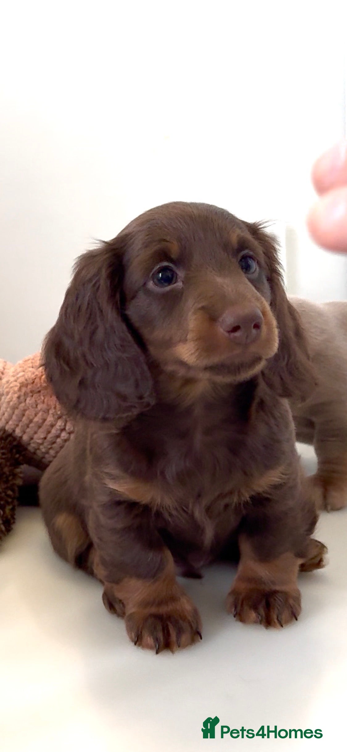 Miniature Dachshund dogs Quality long hair & smooth miniature Daxi puppy’s - Advert 6