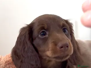 Miniature Dachshund dogs Quality long hair & smooth miniature Daxi puppy’s - Advert 2