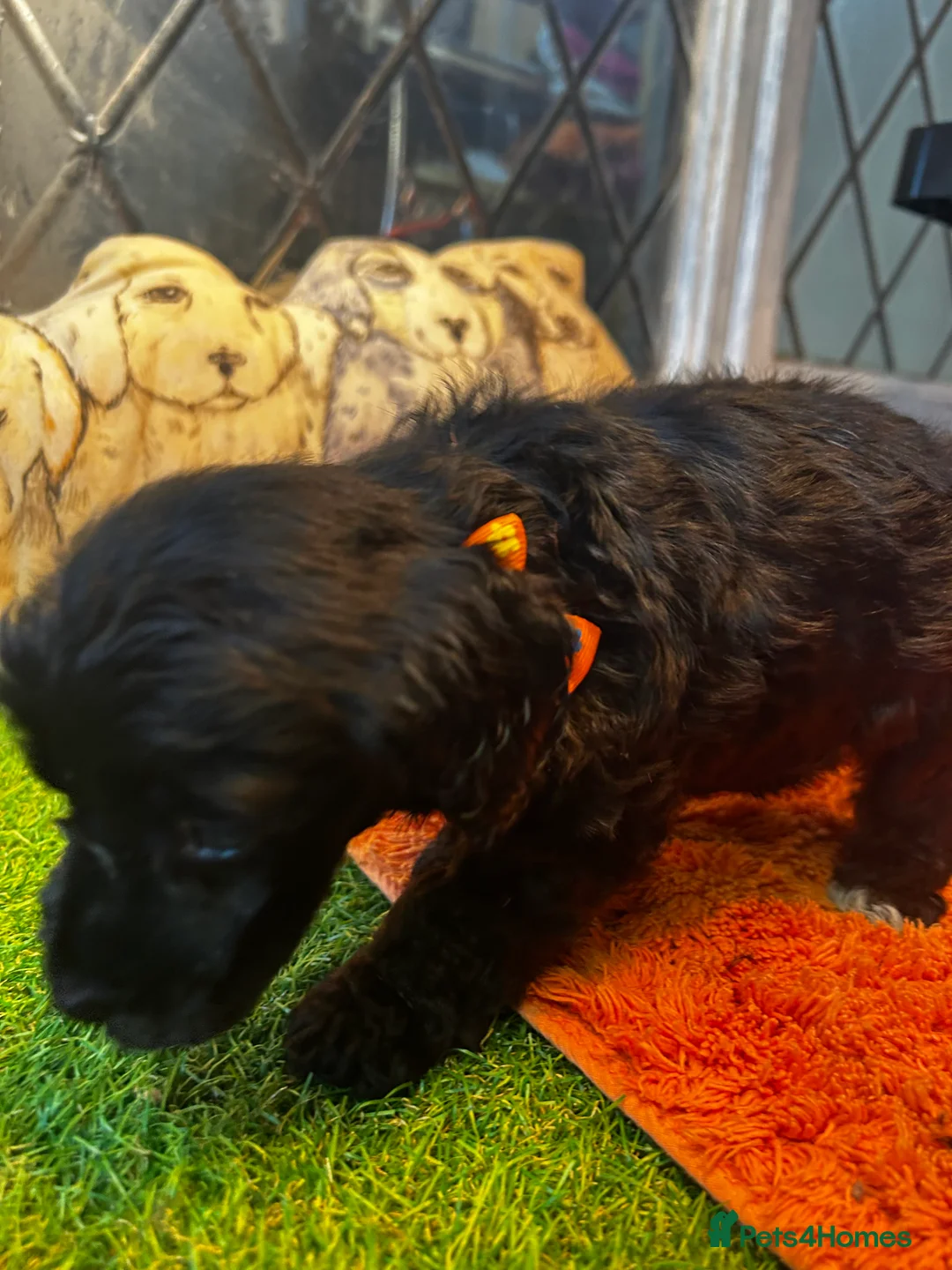 Cockapoo dogs for sale:  Northampton Cockapoos. Adorable F1 puppies - Advert 21