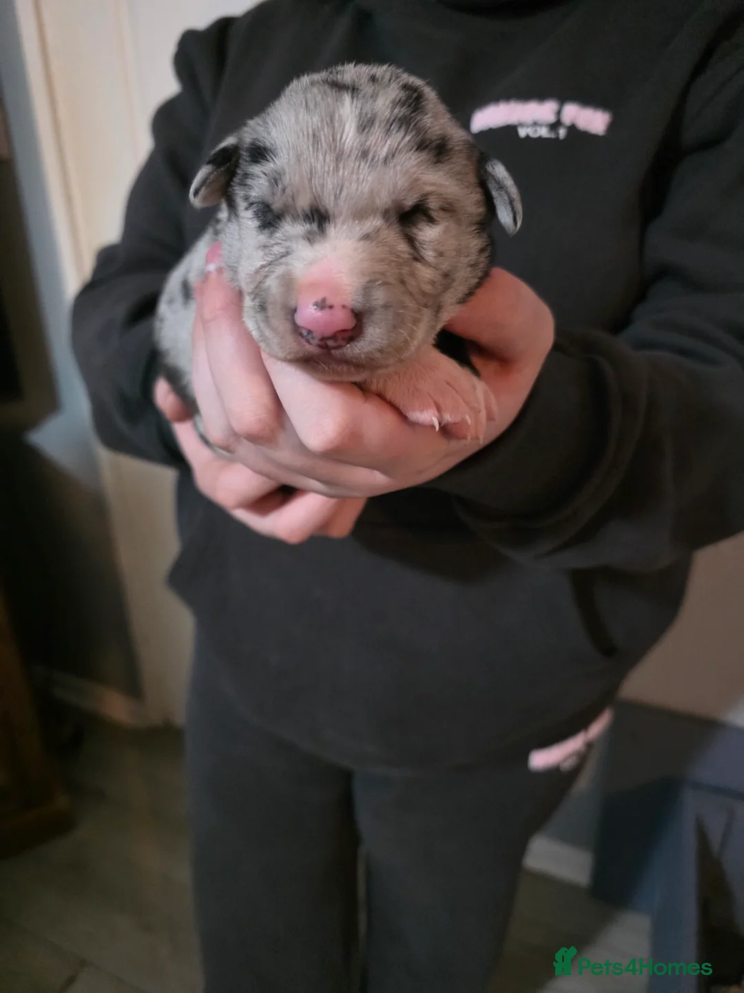 Mixed Breed dogs for sale: Gorgeous border collie cross puppies - Advert 6