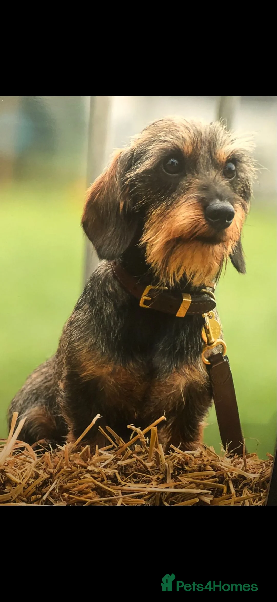 Miniature Dachshund dogs for sale: KC Reg Miniature Wire haired Dachshund  - Advert 2