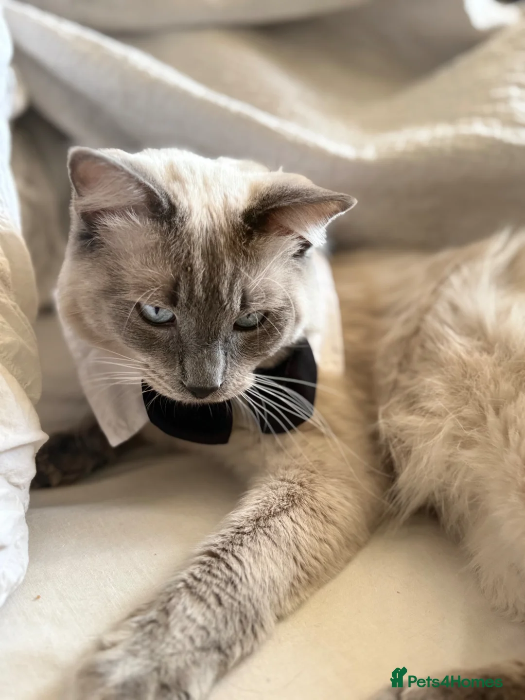 Ragdoll cats for stud: Big boy looking for a queen Ozzy - Advert 2