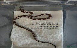Corn Snake reptiles for sale: Cornsnake Hatchlings - Image 22