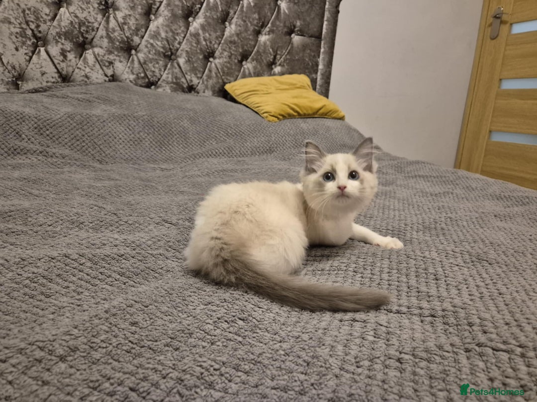 Ragdoll cats for sale: 1 Male Tica Registered Available. Ready Now - Advert 8