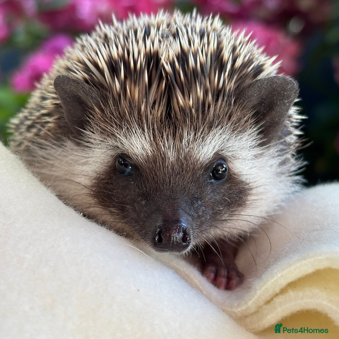 Pygmy Hedgehog rodents for sale: Pedigree African Pygmy Hedgehog 04.05.25 in Eastleigh - Image 13