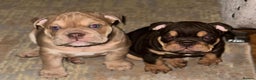 English Bulldog dogs for stud: KC registered chocolate and tan stud  in Birmingham - Advert 10